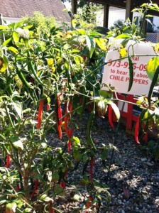 These chilis have their own cellphone!