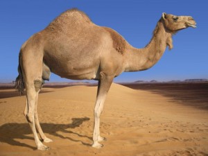 dromedary