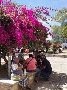 Oaxaca flowers