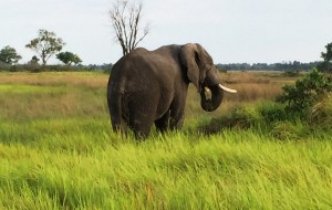 Elephant Eagle Island