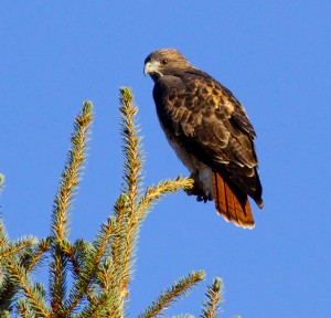 Not the one I took which is too vague