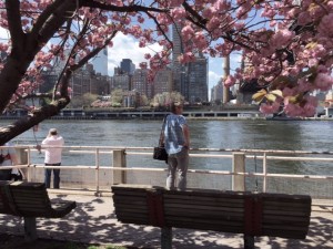 Cherry Blossoms on Roosevelt Island Facing Manhattan